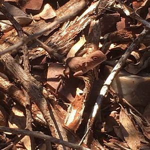 Ring-tailed Dragon (Ctenophorus caudicinctus)