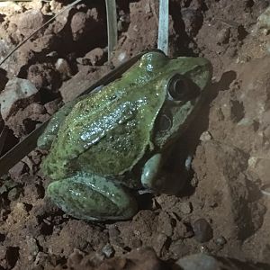 Giant Frog (Cyclorana australis)