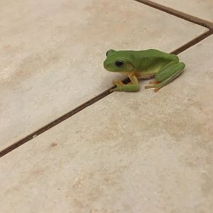 Australian Green Tree Frog (Litoria caerulea)