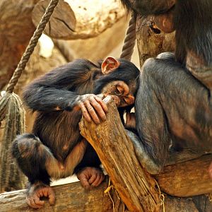 Juvenile Western chimpanzee