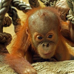 Juvenile Sumatran orangutan