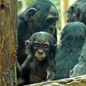 Juvenile bonobo