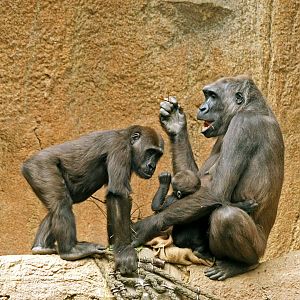 Western lowland gorilla family