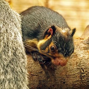 Sri Lankan giant squirrel