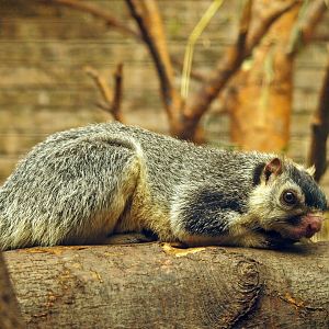 Sri Lankan giant squirrel