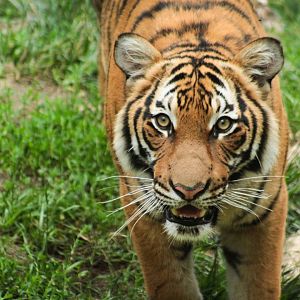 Jun. 2018 - Cat Canyon - Malayan Tiger