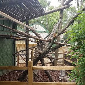 Jun. 2018 - Children's Zoo - New Bearcat Exhibit