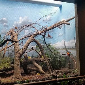 Jun. 2018 - New! Wings of the World Renovations - Andean Cock-of-the- Rock Exhibit