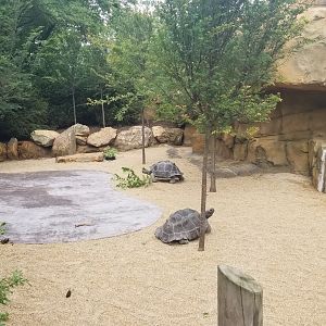Jun. 2018 - New! Galapagos Tortoise Expansion