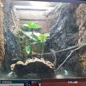 Jun. 2018 - Reptile House - Poison Dart Frog Exhibit