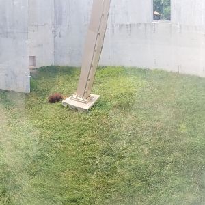 Jun. 2018 - International Orangutan Center - Back Outdoor Yard