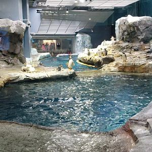 Jun. 2018 - Penguin Conversation Center