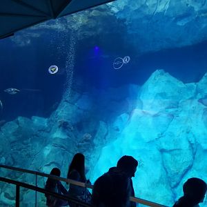Jun. 2018 - Penguin Conservation Center - Underwater Viewing