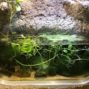 Jun. 2018 - National Amphibian Conservation Center - American Caecilian Exhibit