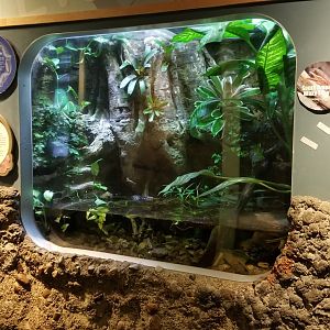Jun. 2018 - National Amphibian Conservation Center - Red-eyed Tree Frog + South American Waxy Frog Exhibit