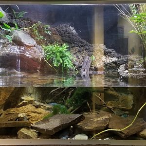 Jun. 2018 - National Amphibian Conservation Center - Hellbender Exhibit