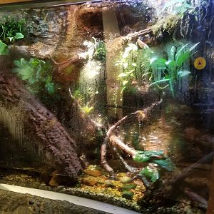 Jun. 2018 - National Amphibian Conservation Center - Giant Waxy Monkey Frog Exhibit