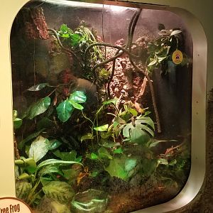 Jun. 2018 - National Amphibian Conservation Center - White's Tree Frog + Asian Painted Frog Exhibit