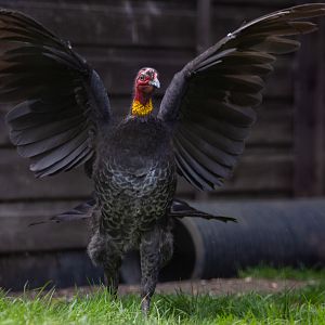 Australian brush-turkey : Hamerton : 18 May 2018
