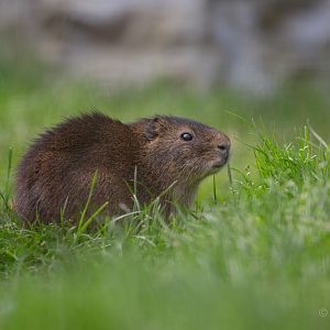 Swamp cavy : Hamerton : 18 May 2018