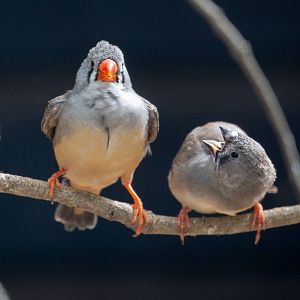 Zebra finch : Hamerton : 18 May 2018