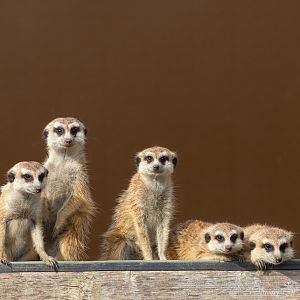 Meerkat : Hamerton : 18 May 2018