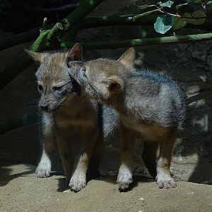 Golden jackal cubs
