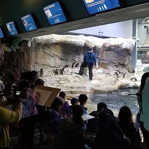 Jun. 2018 - Penguin Conservation Center Viewing