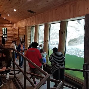 Jun. 2018 - River Otter Exhibit Viewing