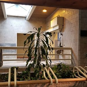 Jun. 2018 - African Grasslands - Indoor White Rhino Facility