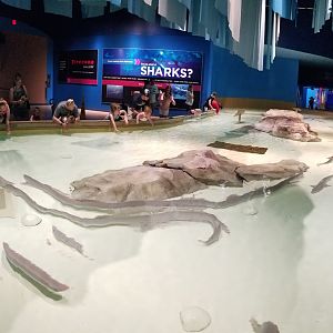 May. 2018 - Oceans - Smooth Dogfish Touch Tank Panorama