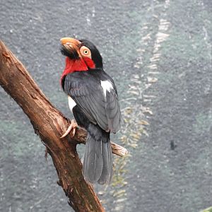 Bearded Barbet (Lybius dubius)