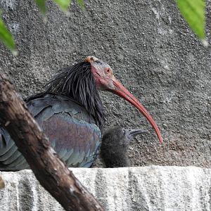 Waldrapp Ibis (Geronticus eremita) with chick
