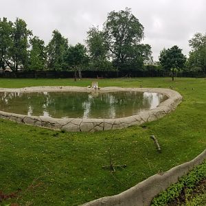 Jun. 2018 - American Grasslands - Guanaco, Collared Peccary, Fallow Deer, Crested Screamer Exhibit