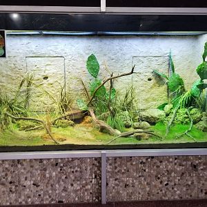 Jun. 2018 - Reptile Conservation Center - Mexican Lanehead Rattlesnake