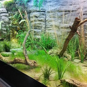 Jun. 2018 - Reptile Conservation Center - Western Pond Turtle Exhibit