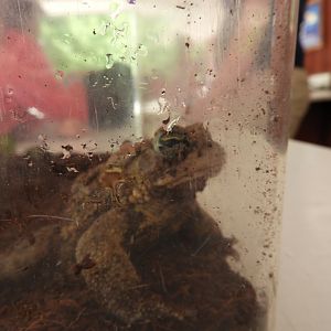 American Toad (Anaxyrus americanus)