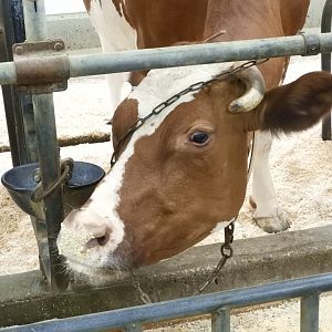Domestic Cow (Bos taurus)