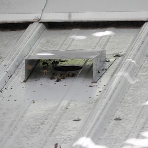 European Honey Bees (Apis mellifera)