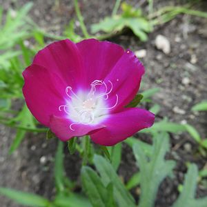 Purple Poppy Mallow (Callirhoe involucrata)