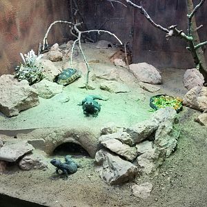 Jun. 2018 - Reptile Conservation Center - Angulated Tortoise + Mastigure Uromastyx Exhibit