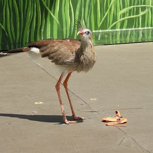 Red-Legged Seriema (Cariama cristata) with "prey"