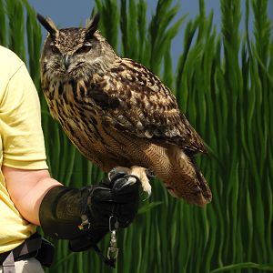 Keeper with Eurasian Eagle Owl (Bubo bubo)