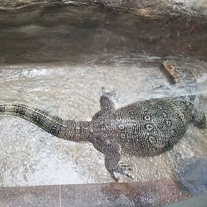 Jun. 2018 - Reptile Conservation Center - Water Monitor