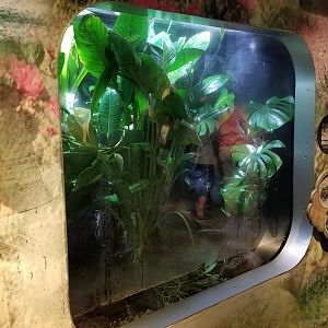 Jun. 2018 - National Amphibian Conservation Center - Lemur Tree Frog + Hourglass Tree Frog + Panamanian Golden Frog Exhibit