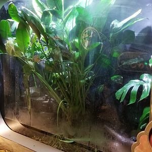 Jun. 2018 - National Amphibian Conservation Center - Mossy Frog + Oriental Fire-bellied Toad Exhibit