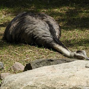 Apparently, Greater Rheas (Rhea americana) sleep like this