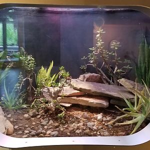 Jun. 2018 - National Amphibian Conservation Center - Puerto Rican Crested Toad Exhibit