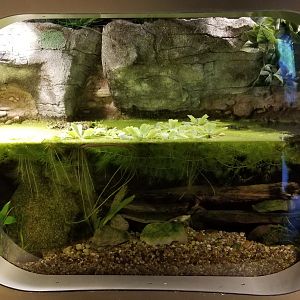 Jun. 2018 - National Amphibian Conservation Center - Narrow-striped Dwarf Siren Exhibit