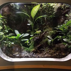 Jun. 2018 - National Amphibian Conservation Center - Kihansi Spray Toad